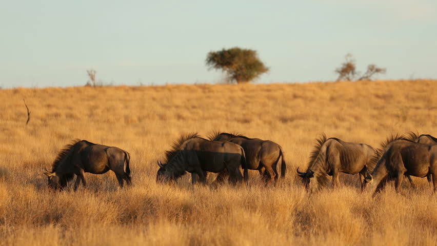 Herd of blue wildebeest (Connochaetes taurinus) grazing in late afternoon light, Kalahari desert, South Africa