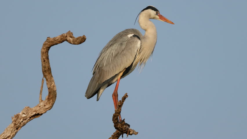 A grey heron (Ardea cinerea) perched on a tree against a blue sky, Kruger National Park, South Africa