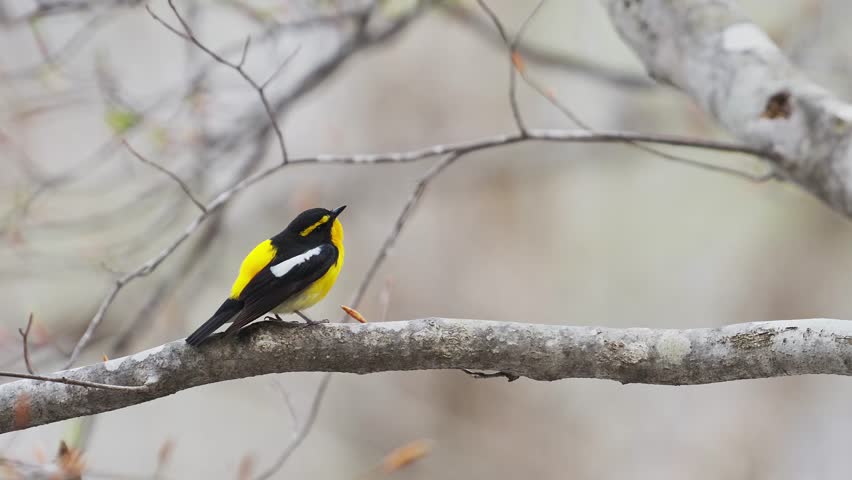 Singing Narcissus Flycatcher male (with voice)