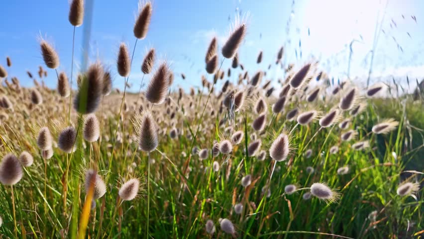 Slow motion close-up of hare’s tail grass moving gently in sea breeze under bright sunlight.