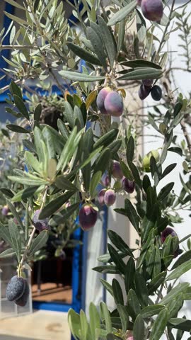 A small white house with opened blue shutters through olive tree branches, Greece or Cyprus, vertical
