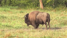 Herd of American bison grazing in Elk Island National Park, Canada - Powered by Shutterstock - Get 15% off with code: PIKWIZARD15