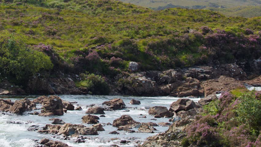Clear river rushes over rocks, surrounded by wildflowers and green hills, daylight, static shot