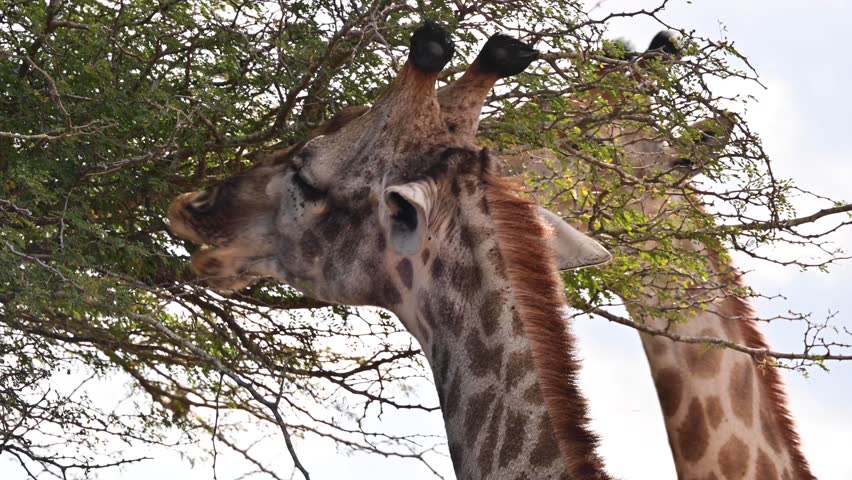 Closeup view of two giraffes eating in Kruger National Park in South Africa