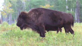 Herd of American bison grazing in Elk Island National Park, Canada - Powered by Shutterstock - Get 15% off with code: PIKWIZARD15