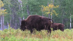 Herd of American bison grazing in Elk Island National Park, Canada - Powered by Shutterstock - Get 15% off with code: PIKWIZARD15