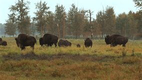 Herd of American bison grazing in Elk Island National Park, Canada - Powered by Shutterstock - Get 15% off with code: PIKWIZARD15