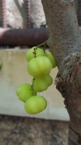 Fresh Phyllanthus acidus or cermai fruit on green leaves background. Phyllanthus acidus is a fruit that tastes sour and lots of vitamins