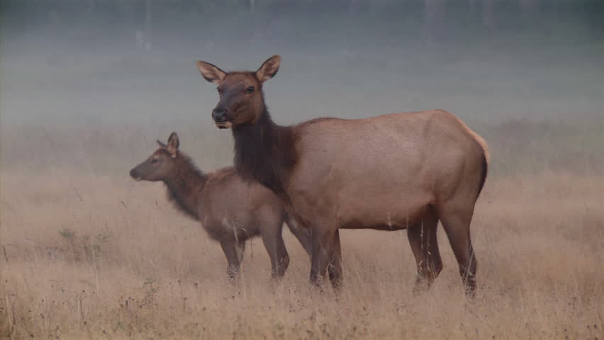 Still shot of mother and baby elk eating