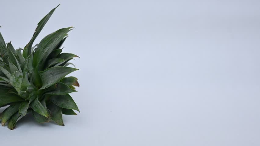 Pineapple or Ananas comosus slices on white background. It is a tropical plant with an edible fruit. It is plant in the family Bromeliaceae. Pineapple pieces in a bowl ready to eat.