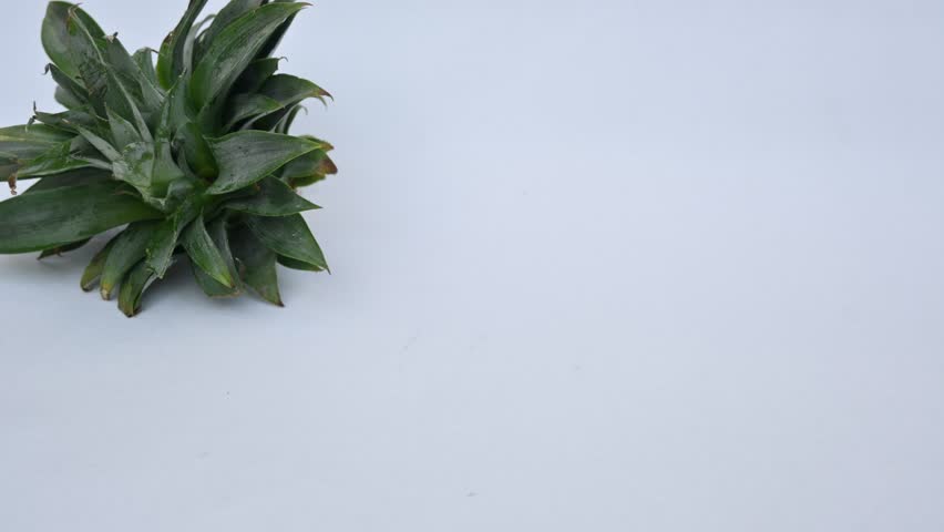 Pineapple or Ananas comosus slices on white background. It is a tropical plant with an edible fruit. It is plant in the family Bromeliaceae. Pineapple pieces in a bowl ready to eat.