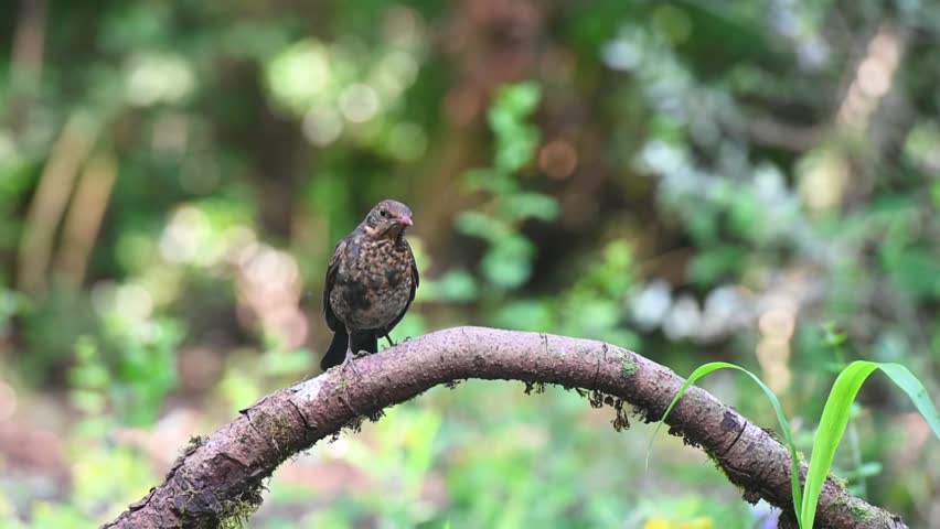 In a wooded area, perched on a mossy branch, a young or female Blackbird (Turdus merula) with spotted breast. Soft bokeh background.