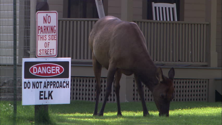 Still shot of an elk grazing in front of a house