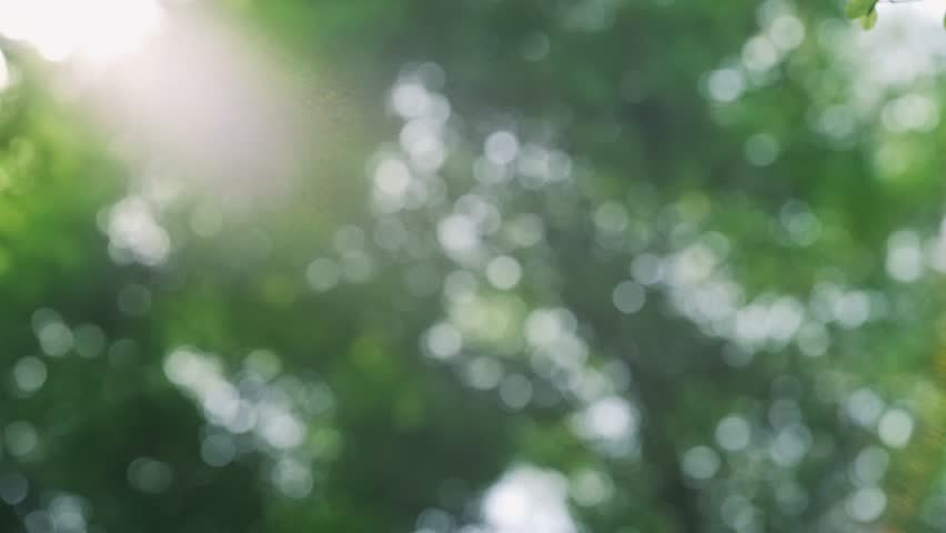 Rich green leaves of a tree waving in wind. Beautiful roundish bokeh. Sun shining through. Abstract slow motion shot