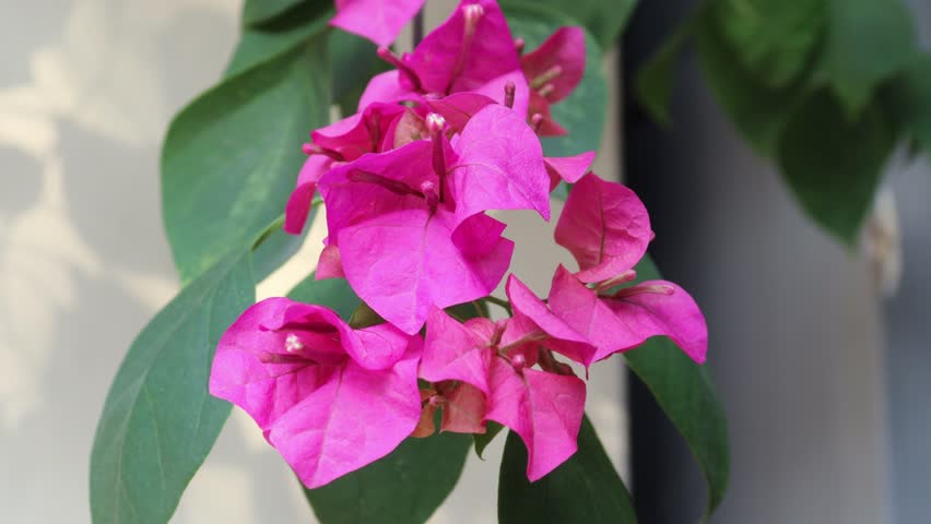 Vibrant pink bougainvillea flowers bloom profusely, their delicate petals unfurling amidst lush green foliage, creating a stunning display of natural beauty and color 4k video footage