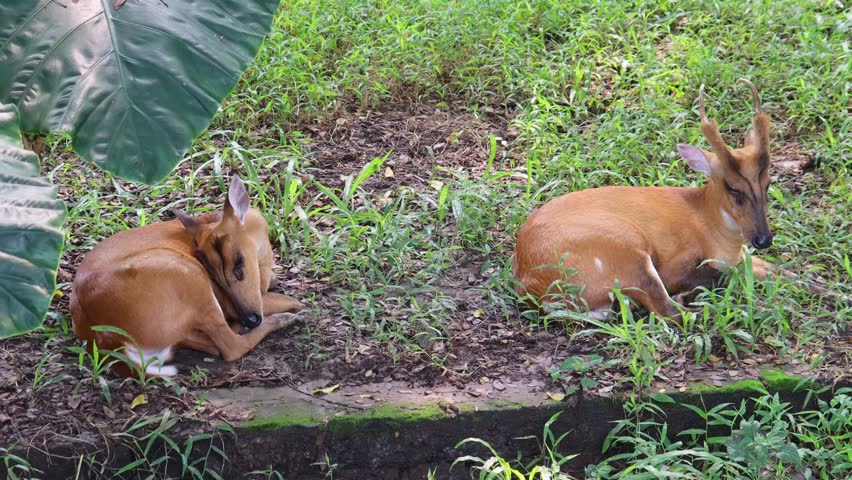 Two small deer with delicate antlers rest peacefully in a lush green grassy area, surrounded by foliage 4k video footage