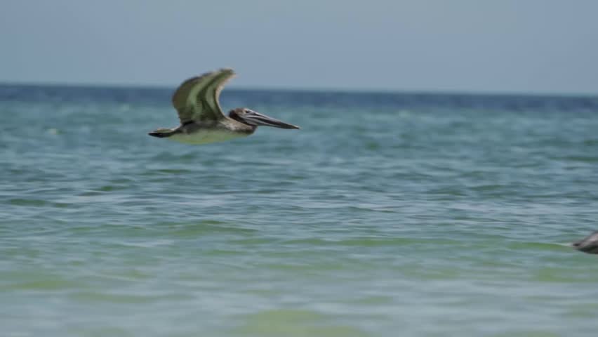 Two brown pelicans, one in flight with wings upraised and another floating on the calm, turquoise waters of the Caribbean Sea near the coast of Tulum, Quintana Roo, Mexico.