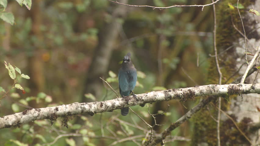 A small perches on a branch and puffs its feathers