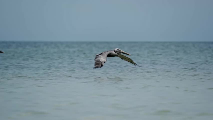 A majestic Brown Pelican (Pelecanus occidentalis) in mid-flight, soaring low over the crystal-clear turquoise waters of the Caribbean Sea near Tulum, Quintana Roo, Mexico.
