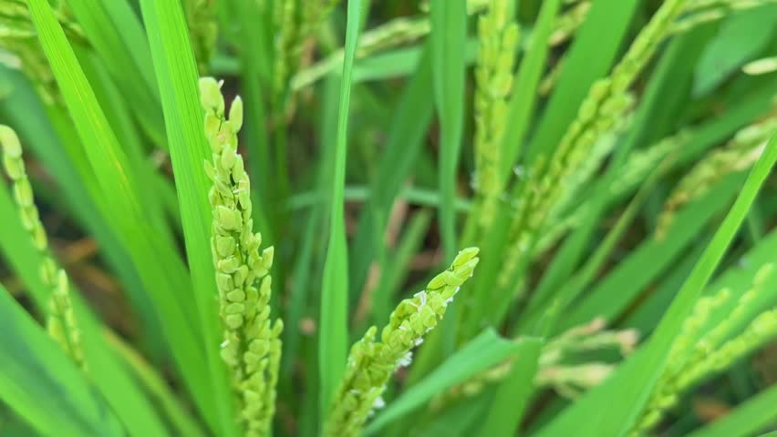 Close-up of young green rice (Oryza sativa) panicles growing in a paddy field, showing fresh grains and bright green leaves during early crop stage.