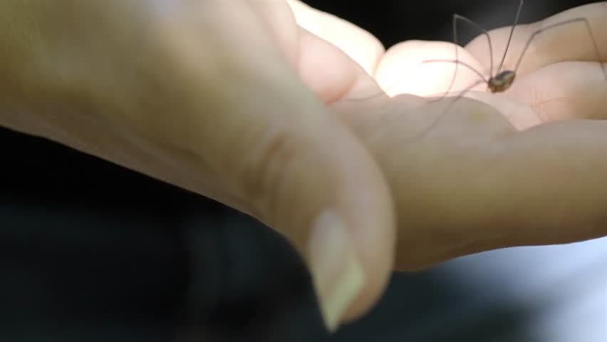 Close-up of a Gentle Daddy Long Legs Spider Crawling on a Woman