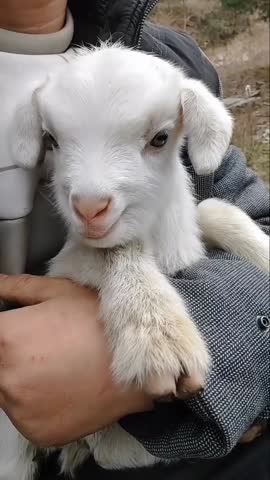 Close-Up of a Smiling Baby Goat in Human Arms.