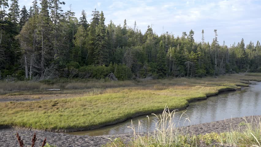 Natural landscape of a coastal inlet with marsh grass and an evergreen forest