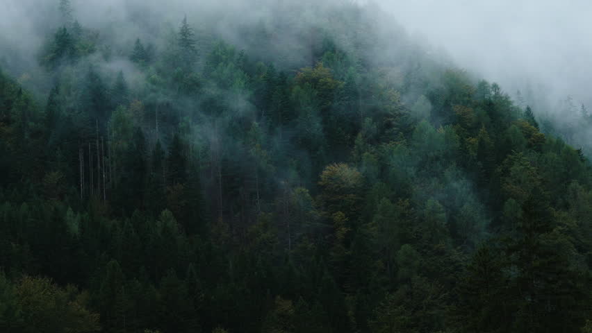 Moist clouds slowly evaporate above dense forest trees on a mountain slope. Mist drifts between pines, revealing a cinematic view of alpine wilderness.