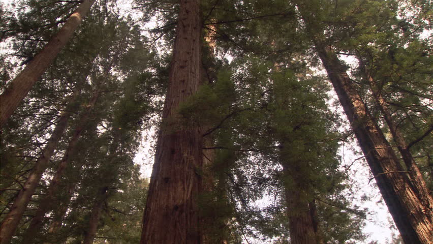 Pan across redwood trees from low angle