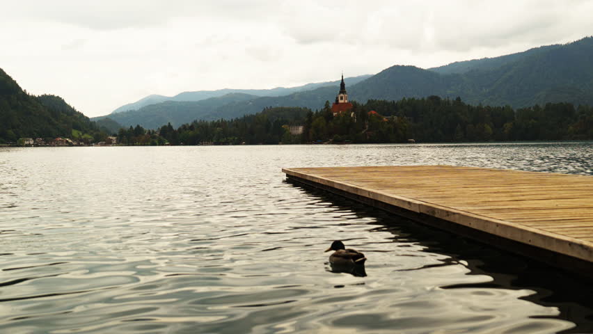 Duck floating on water near a long pier at Lake Bled. The island church is visible in the background, set in Slovenia’s Upper Carniola region.