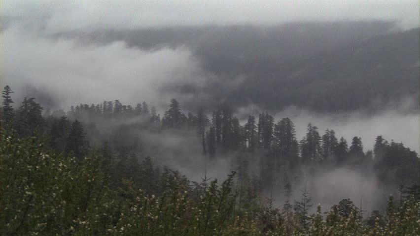 Pan across a valley of redwoods in the mist