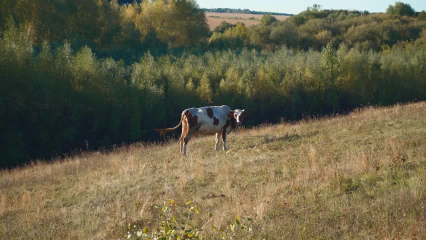 A cow stands on a grassy slope, grazing calmly. The landscape features dense trees and open fields under a clear blue sky on a sunny afternoon.