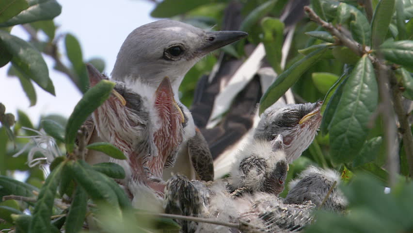 Close up of mother bird and babies in a nest
