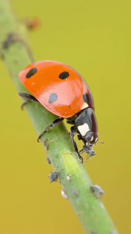 Macro Close-Up of a Ladybug Crawling on a Green Stem Among Aphids.