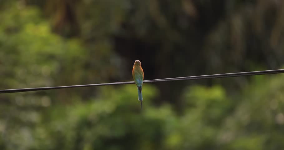 Beautiful tropical bee-eater bird with bright blue tail perched on a cable amid rainforest greenery. Perfect wildlife concept video for nature promos, travel ads, and ecological projects.