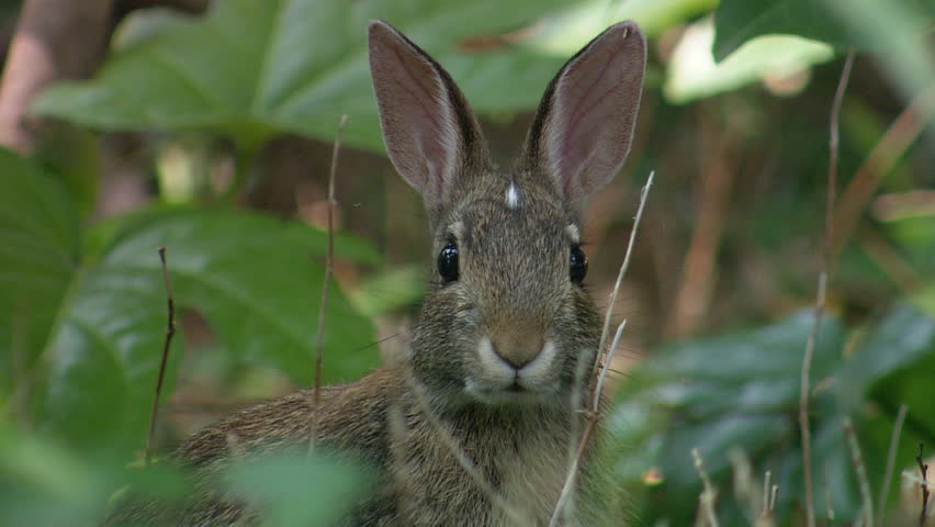 Close up of rabbit