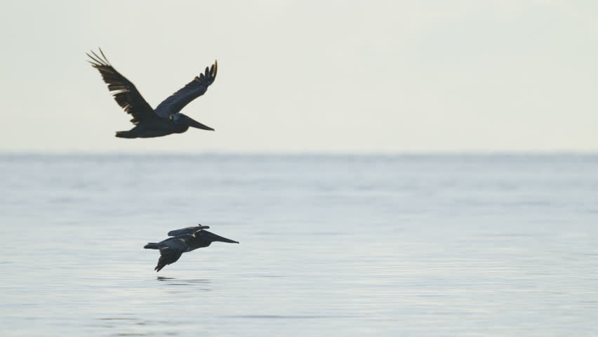Two Brown Pelicans Flying on Top of Water