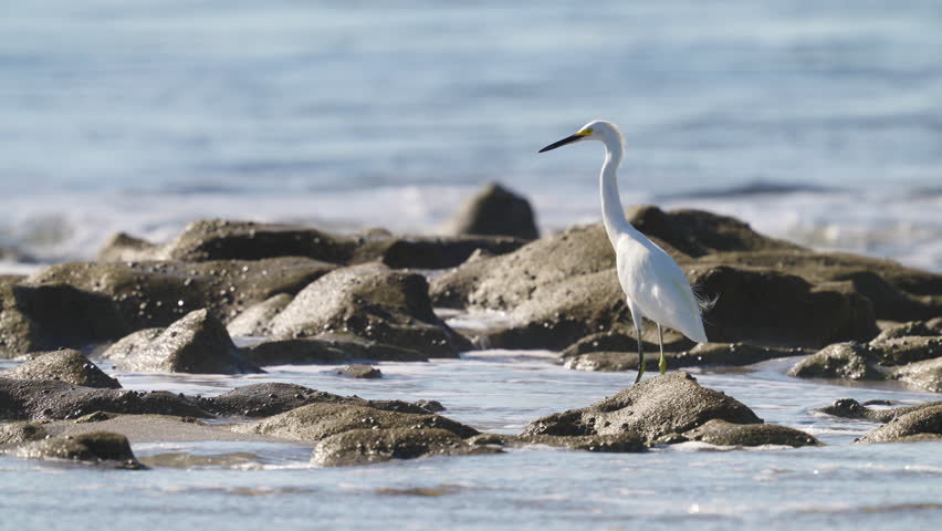 Great Egret Heron Standing on Rocky Beach Shore 2