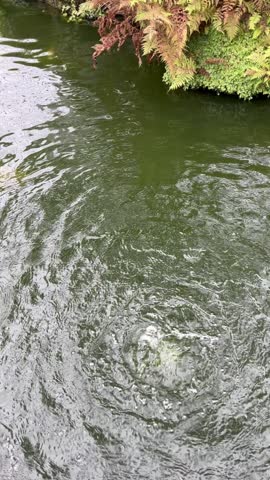 Fountain in the pond, fish are swimming around. Botanic gardens. Video. Scotland.