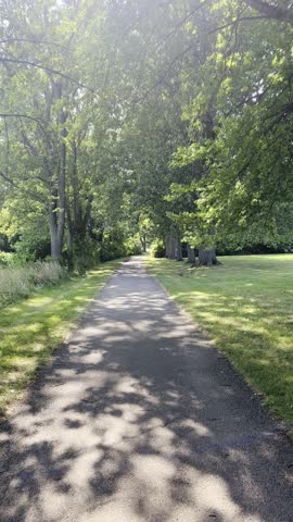 Bicycle ride along trail beneath tall trees on sunny summer
