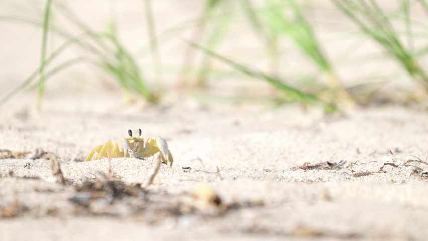 Ghost Crab Walking on Sandy Beach 2