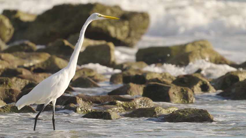 Great Egret Heron Standing on Rocky Beach Shore with Waves Crashing