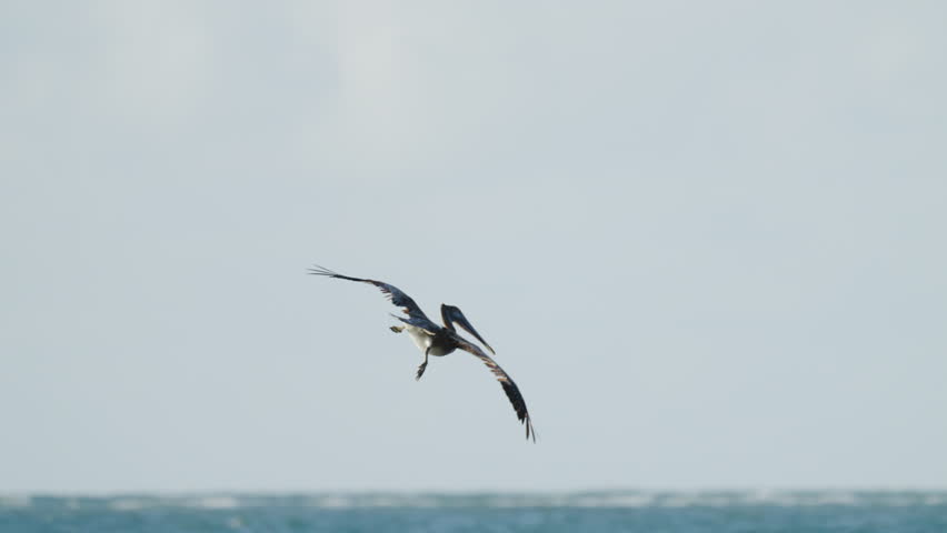 Brown Pelican Diving into Water