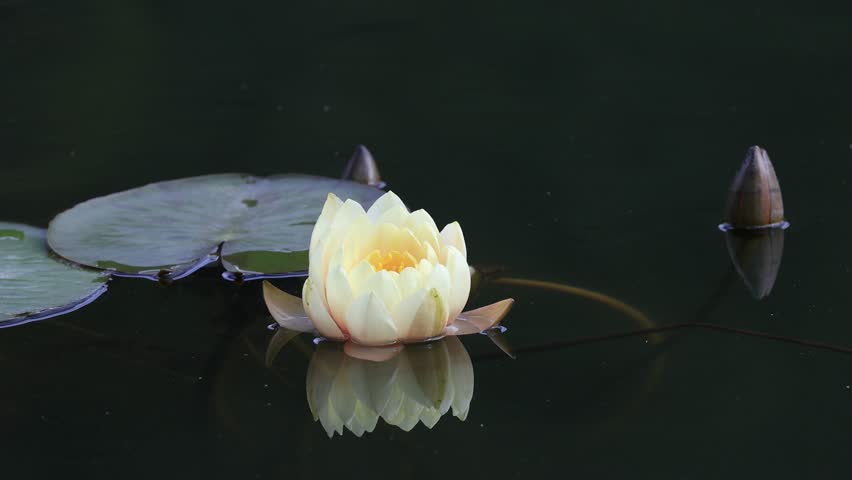 View of lotus water lily in pond at Gölcük Lake Bolu