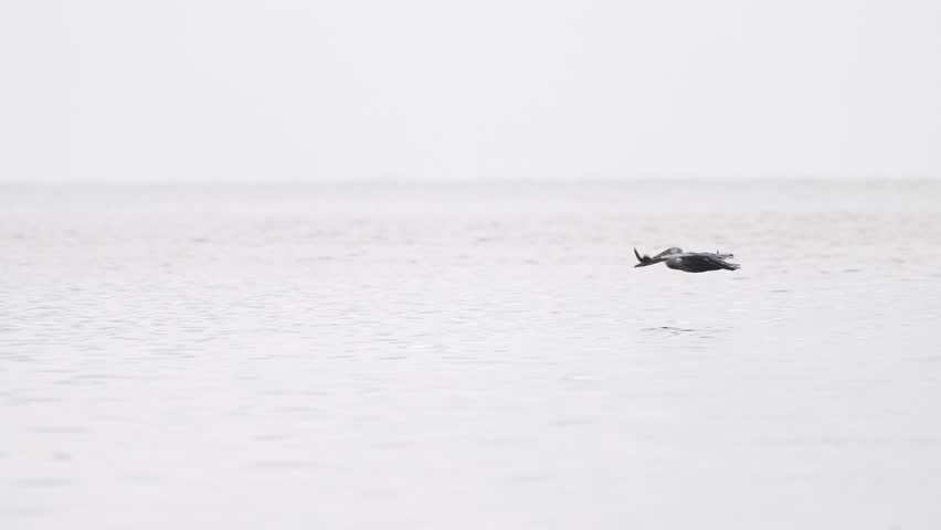 Brown Pelican Flying on Top of Water 4