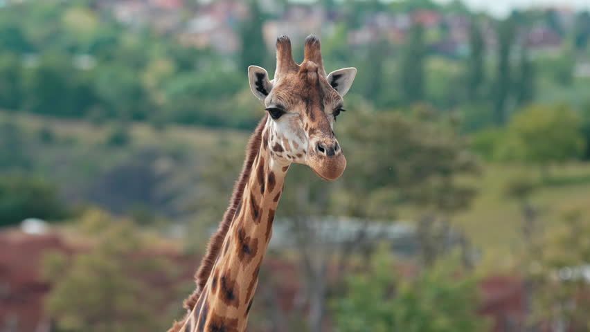 Close up of curious giraffe licking its lips and looking directly into camera