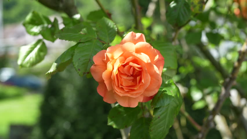 Beautiful orange rose in full bloom surrounded by green leaves near Walensee, Switzerland.
