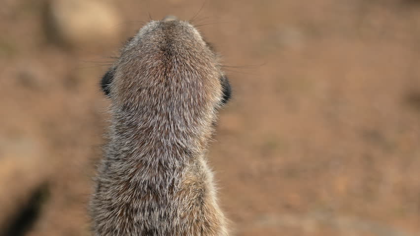 Curious meerkat standing alert and looking around in desert habitat