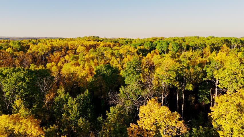 Aerial drone flyover of a colorful autumn forest in Manitoba, Canada, with rich yellow and green foliage under clear blue skies. Ideal for seasonal, travel, and nature visuals.