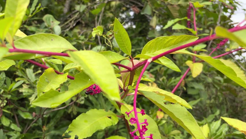 Close-up of American Pokeweed (Phytolacca americana) with bright green leaves, reddish-purple stems, and clusters of pink and black berries. Wild plant in lush, natural setting.